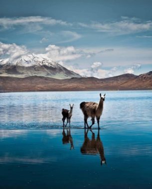 TOUR A SALINAS Y AGUADA BLANCA – AREQUIPA – PRECIO 50 soles